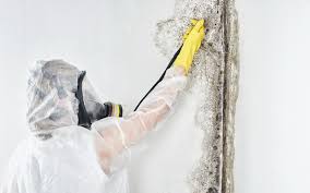 Clayton, CA Mold Removal Services Company